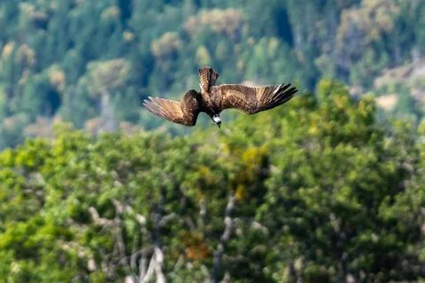 Osprey flying diving in-flight. Stock Photos