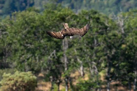 Osprey flying diving in-flight. Foto stock