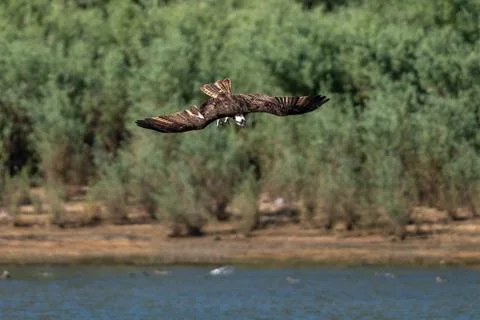 Osprey flying diving in-flight. Stock Photos
