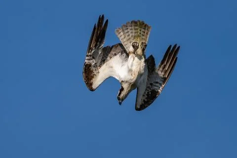 Osprey flying diving in-flight. Stock Photos