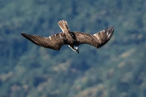 Osprey flying diving in-flight. Stock Photos
