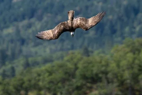 Osprey flying diving in-flight. Stock Photos