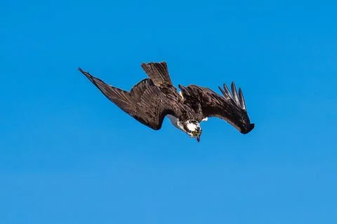 Osprey flying diving in flight Stock Photos