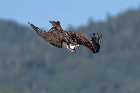 Osprey flying diving in flight Stock Photos