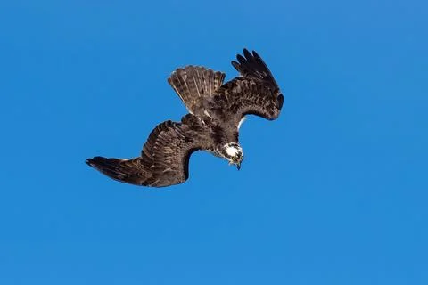 Osprey flying diving in flight Stock Photos