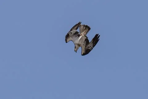 Osprey flying diving in flight Stock Photos