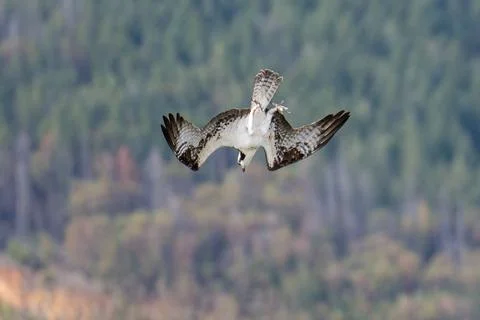 Osprey flying diving in flight Stock Photos