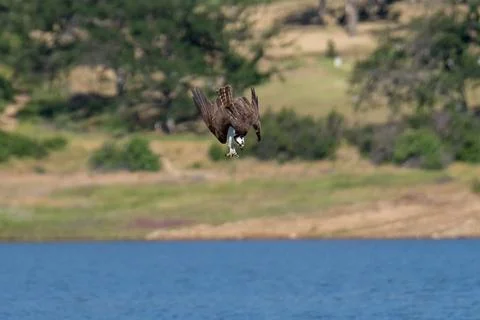 Osprey flying diving in flight Stock Photos