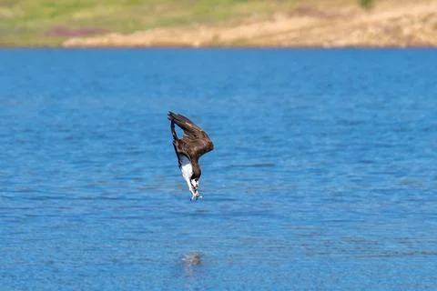 Osprey flying diving in flight Stock Photos