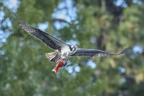 Osprey flying with fish in its claws. Stock Photos