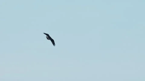 Osprey flying with a fish (slow motion) Stock Footage 326315570