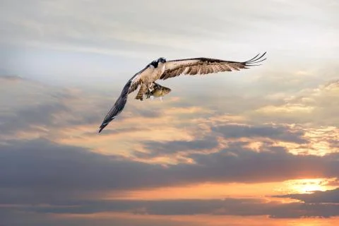Osprey Flying with Fish in Talons at Sunset Stock Photos