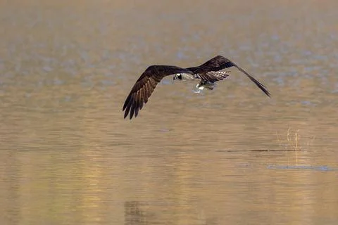 Osprey flying in flight catching a fish Stock Photos