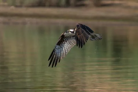 Osprey flying in-flight. Stock Photos