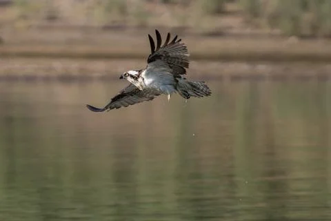 Osprey flying in-flight. Stock Photos