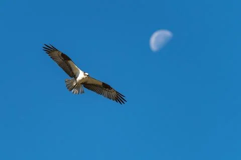 Osprey flying in flight Stock Photos