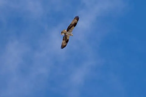 Osprey flying in flight Stock Photos