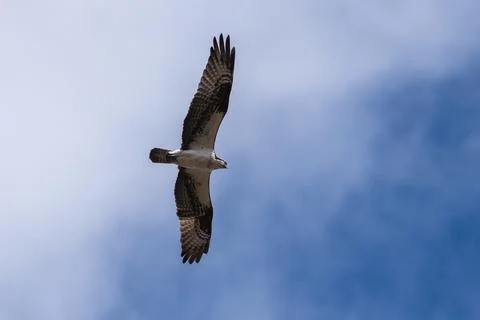Osprey flying in flight Stock Photos