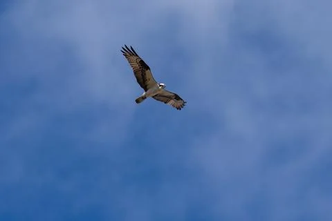 Osprey flying in flight Stock Photos