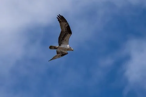 Osprey flying in flight Stock Photos