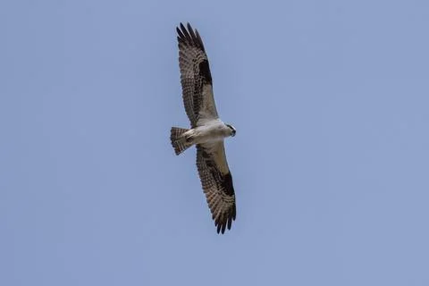 Osprey flying in flight Stock Photos