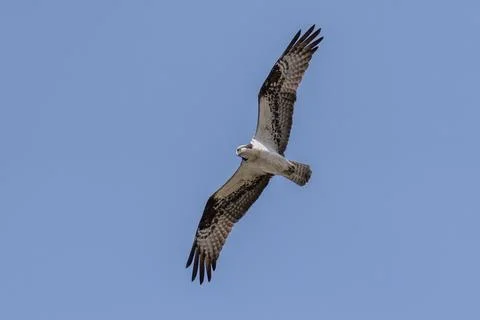 Osprey flying in flight Stock Photos