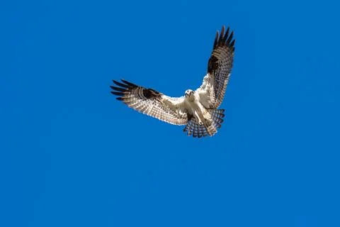 Osprey flying in flight Stock Photos