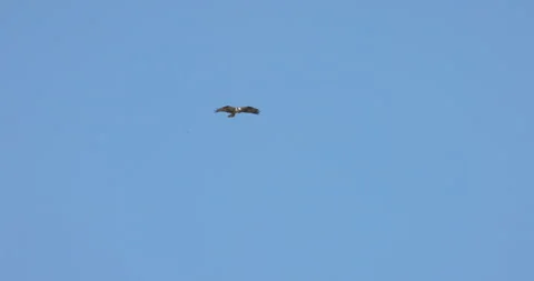 Osprey Flying High Stock Footage 290486951