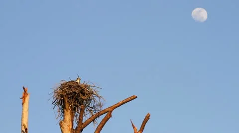 Osprey Flying From Nest Vidéo 10820702