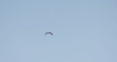 Osprey Flying in Open Sky, Bird of Prey in Flight, Ultra HD 7K 60fps Stockbeeldmateriaal 333266717