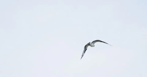 Osprey Flying Overhead, Full Wingspan Underside View, Bird of Prey 7K 60fps Stockbeeldmateriaal 333266432