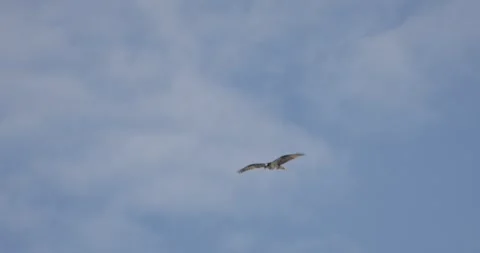Osprey Flying Overhead in Slow Motion Against Blue Sky Stockbeeldmateriaal 333599116