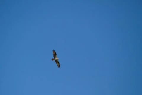 Osprey Flying Stock Photos