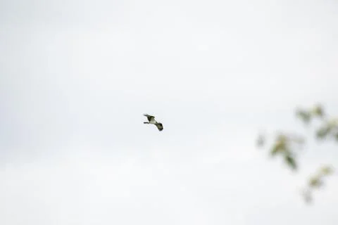 Osprey flying in the sky. Stock Photos