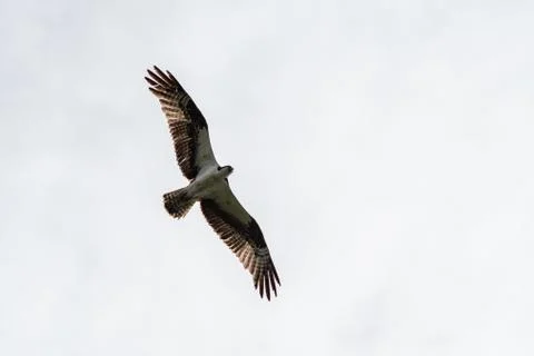 Osprey flying in the sky. Stock Photos