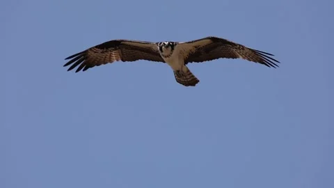 Osprey flying in Slow Motion Stock Footage 153439486