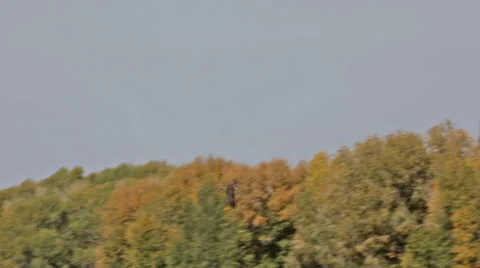 An osprey flys over trees near a river in Idaho Stock Footage 36296953