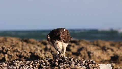 Osprey Stock Footage 81314523