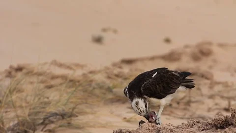 Osprey Video stock 81314557