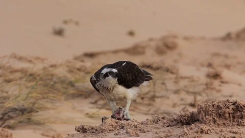 Osprey Stockbeeldmateriaal 122738267
