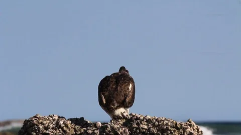 Osprey Video stock 122738431