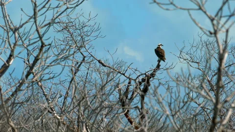 OSPREY Video stock 162975376