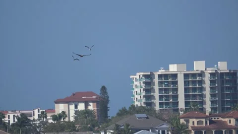 Osprey Stock Footage 170778073