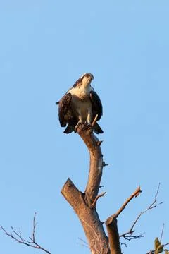 Osprey at Fort Hancock in Sandy Hook, New Jersey Stock Photos