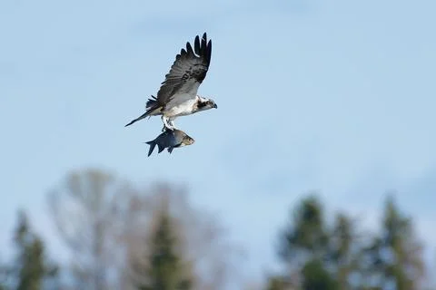 Osprey with fresh fish catch Stock Photos