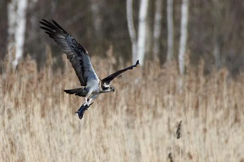 Osprey with fresh fish catch Stock Photos