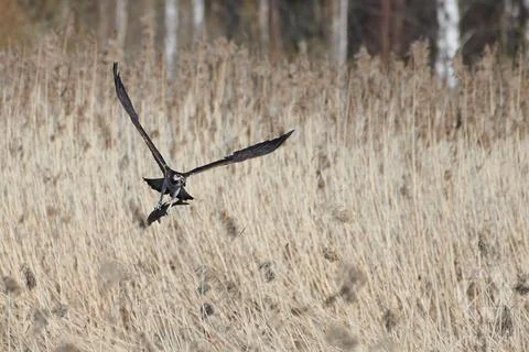 Osprey with fresh fish catch Stock Photos