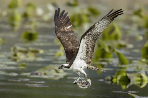 Osprey has fish in claws. Stock Photos