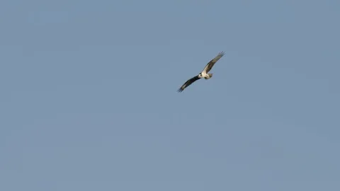 Osprey Hawk Circling and Soaring in Slow Motion with Blue Sky Stock Footage 111077967