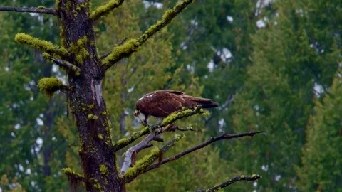 Osprey hawk eats fish branch bird prey wilderness forest green Stock Footage 81931760